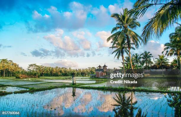 ricefield view of bali in indonesia - ubud stock pictures, royalty-free photos & images