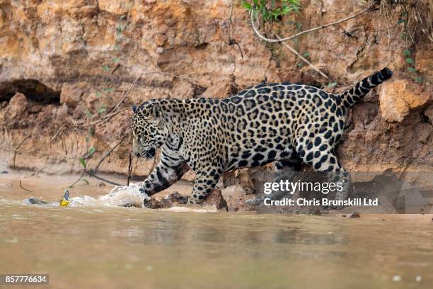 Jaguar stalks and kills a yellow anaconda on the Cuiaba River in the Pantanal in Mato Grosso, Brazil. The cat spotted the snake resting on the...