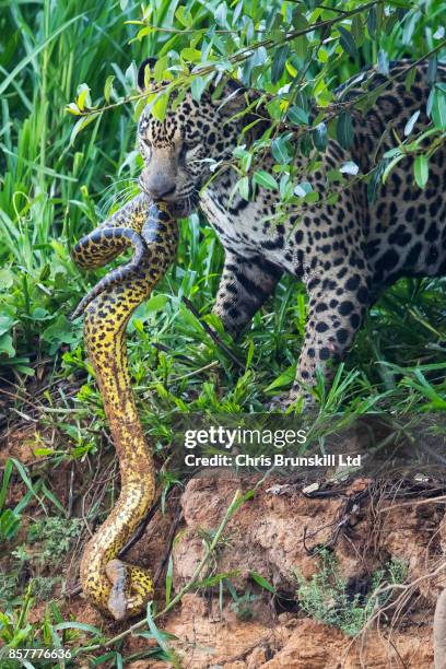 Jaguar stalks and kills a yellow anaconda on the Cuiaba River in the Pantanal in Mato Grosso, Brazil. The cat spotted the snake resting on the...