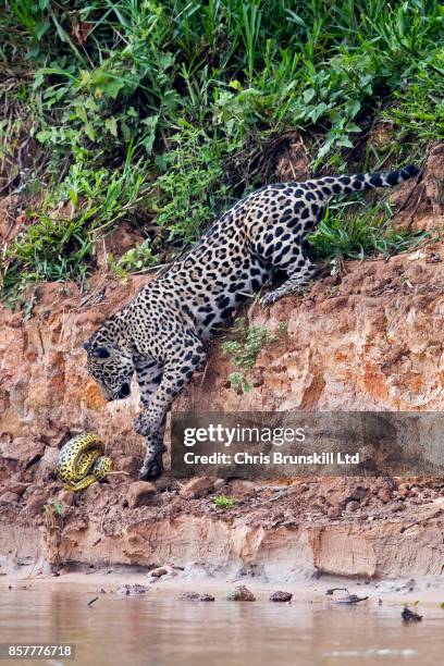 Jaguar stalks and kills a yellow anaconda on the Cuiaba River in the Pantanal in Mato Grosso, Brazil. The cat spotted the snake resting on the...