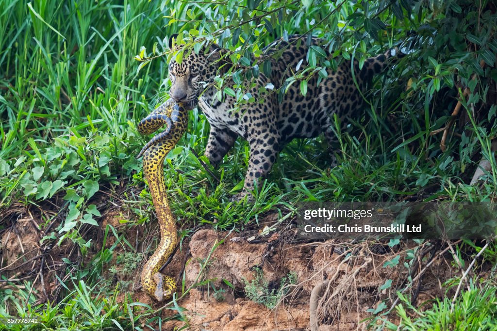 A Jaguar In The Brazilian Pantanal Hunts An Anaconda