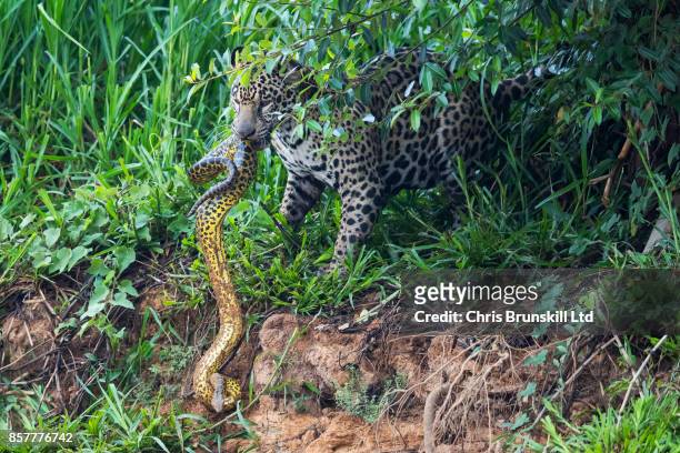 Jaguar stalks and kills a yellow anaconda on the Cuiaba River in the Pantanal in Mato Grosso, Brazil. The cat spotted the snake resting on the...
