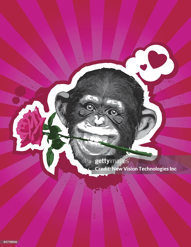 Chimpanzee with rose in mouth