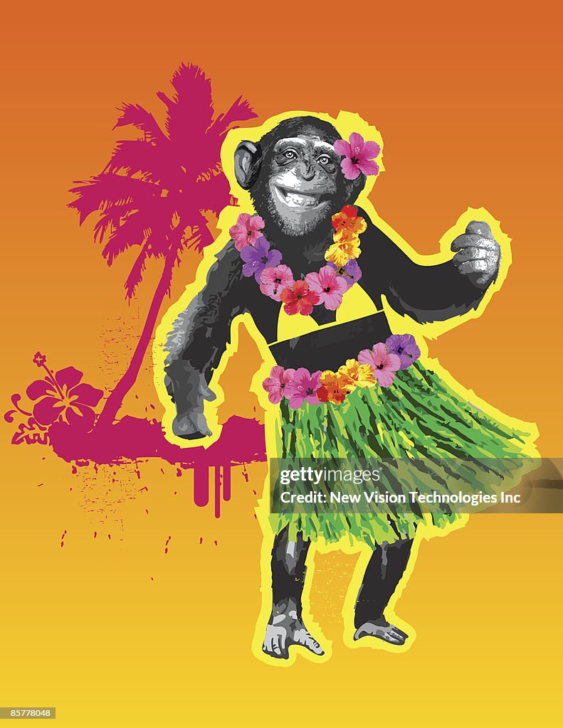 Chimpanzee hula dancing
