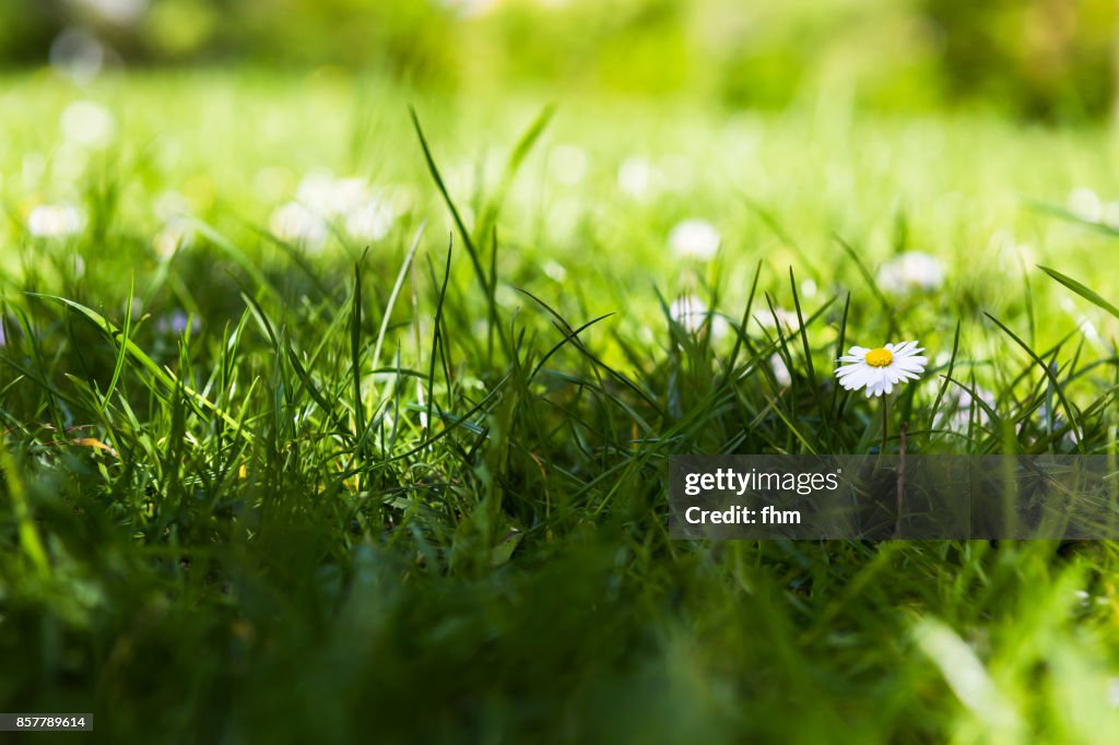 A daisy in a lawn