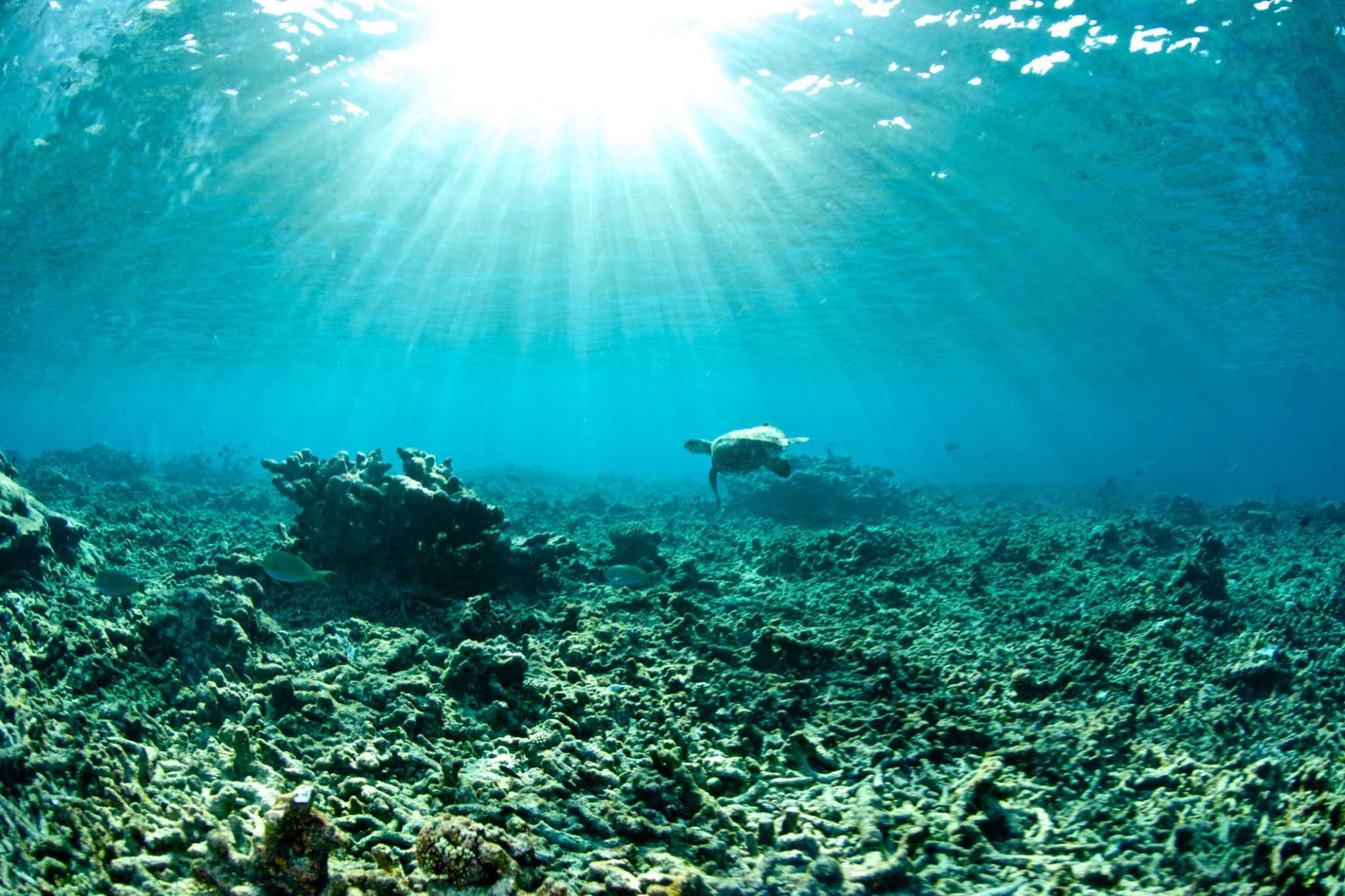 coral reef damage