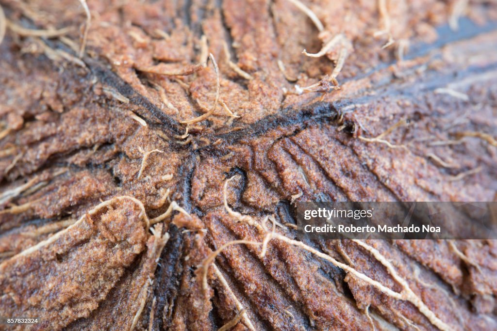 Macro Of A Coconut Shell Exterior Texture And Pattern Of The Hard ...