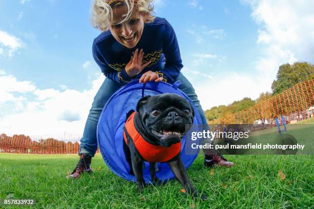 pug and handler working together in an agility competition - dog agility stock pictures, royalty-free photos & images