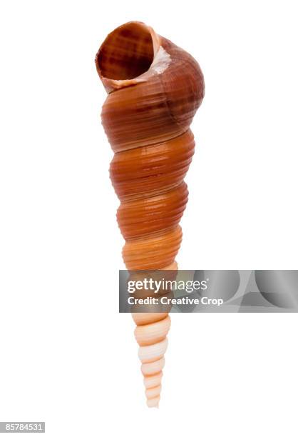 Animal S Shell Animal Shell Photos and Premium High Res Pictures - Getty Images