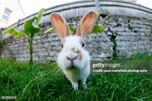 close up of pet rabbit looking straight at camera - white rabbit stock pictures, royalty-free photos & images