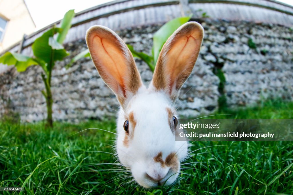 Close up of pet rabbit looking straight at camera