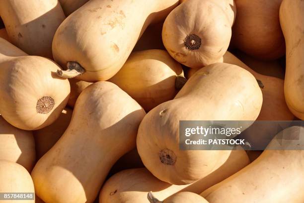 pumpkins - butternut stock pictures, royalty-free photos & images