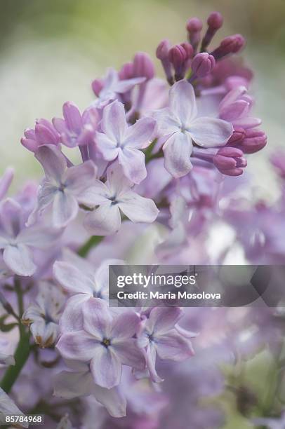 lavender lilac bush in full bloom.syringa vulgaris - maria sorte - fotografias e filmes do acervo