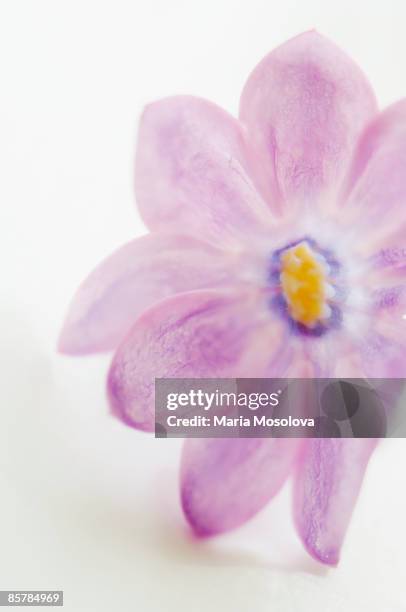 lavender bloom of lilac. syringa vulgaris - maria sorte - fotografias e filmes do acervo