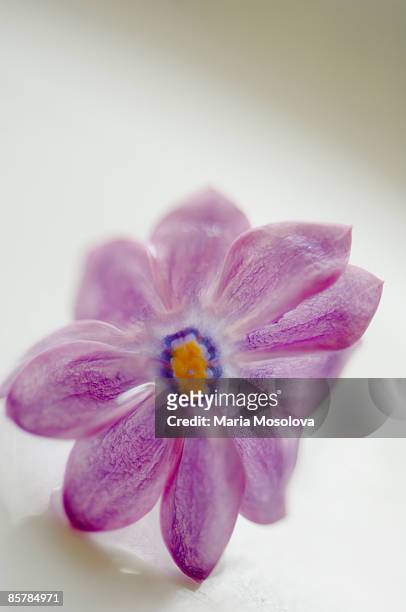 single lucky lilac flower with ten petals. syringa - maria sorte - fotografias e filmes do acervo