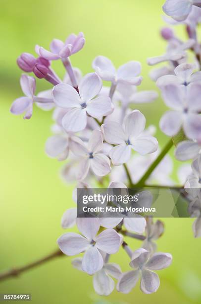 pale blue lilac flowering branch. syringa vulgaris - maria sorte - fotografias e filmes do acervo