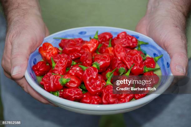 hands holding bowl of fresh picked habanero peppers from the garden - habanero stock pictures, royalty-free photos & images