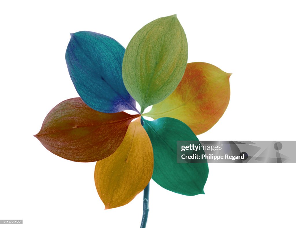 Detail of a multicolor flower on white background