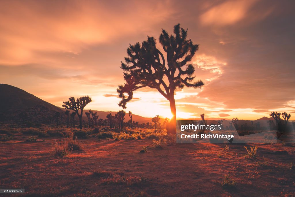 Joshua Trees in Stormy Spring Sunset