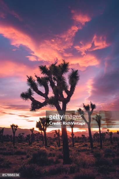 joshua trees in stormy spring sunset - joshua tree national park sunset stock pictures, royalty-free photos & images