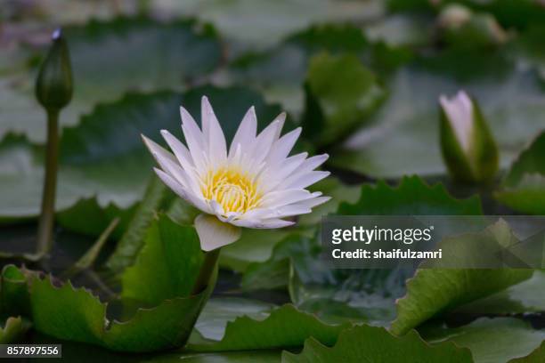 a beautiful waterlily lotus flower in pond - lili gentle fotografías e imágenes de stock