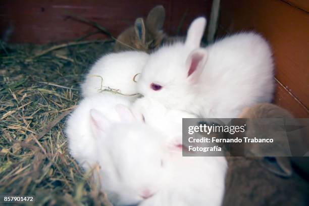 layer of bunnies - lots of rabbits stock pictures, royalty-free photos & images