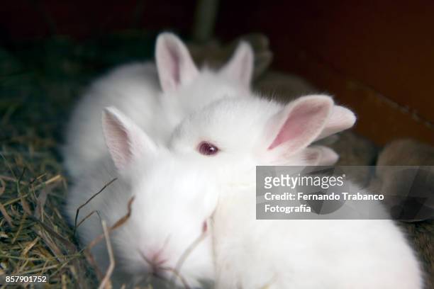 layer of bunnies - rabbit burrow stock pictures, royalty-free photos & images