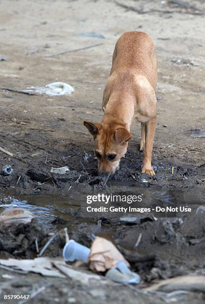 An abandoned abused stray dog drinks water from a dirty puddle