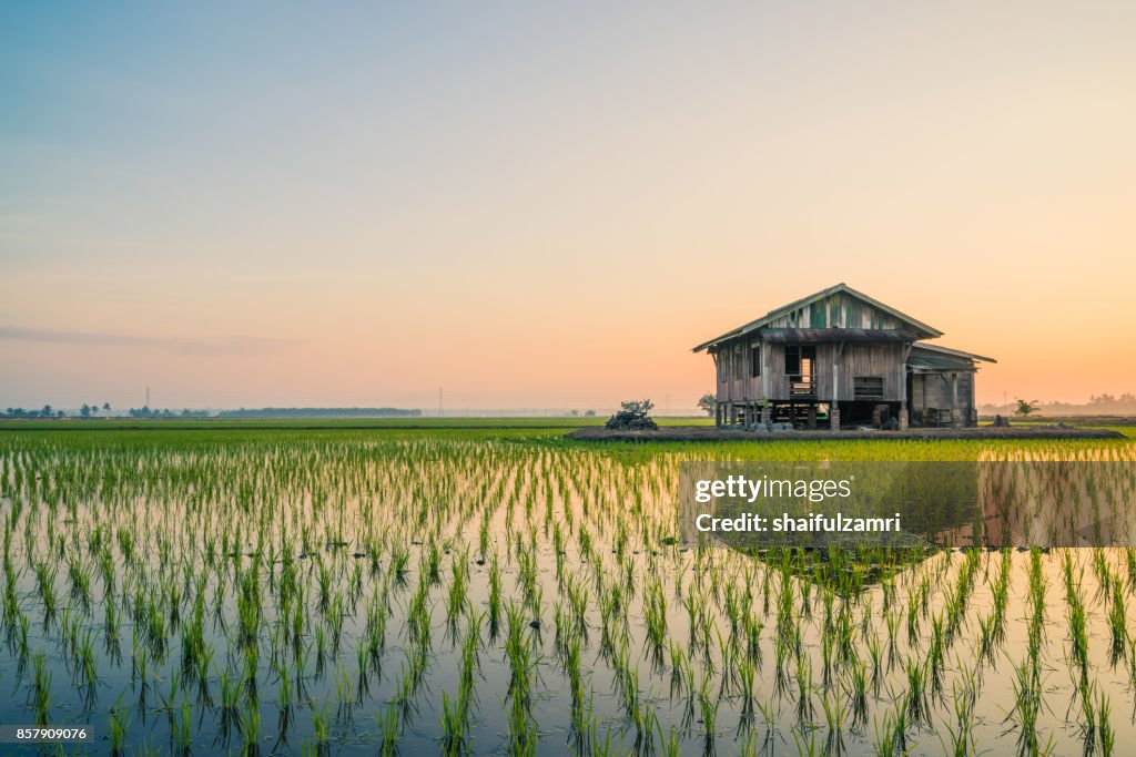 Abandoned wooden house in middle of paddy field with a sunrise sky in the background.
