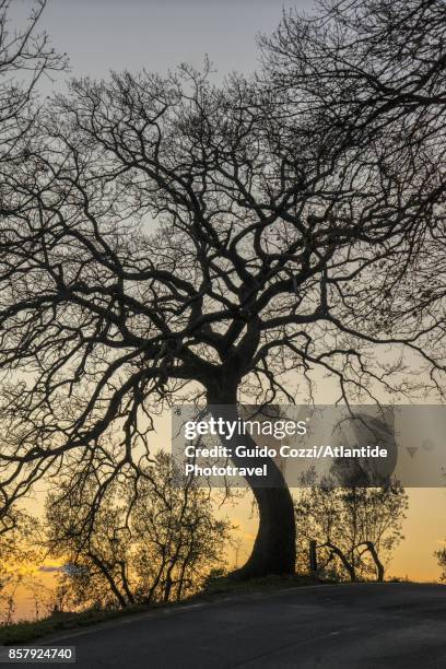 oak tree on the road to the town - oak tree silhouette stock pictures, royalty-free photos & images