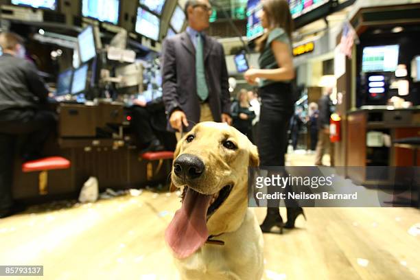 Director David Frankel and Marley pose for a photograph on the trading floor after the closing bell at the New York Stock Exchange on April 3, 2009...