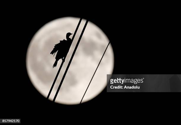 Black cormorant bird is seen settled on a high-tenison power line wire as the full moon rises in the sky on a autumn night in Meles delta of Izmir,...