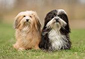 Bichon Havanese dogs