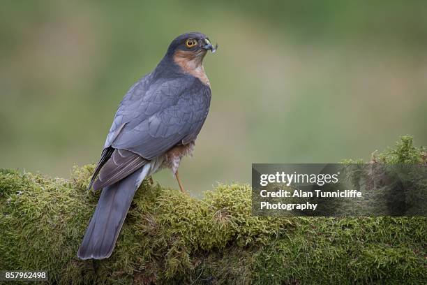 sparrowhawk - galápagosbuizerd stockfoto's en -beelden