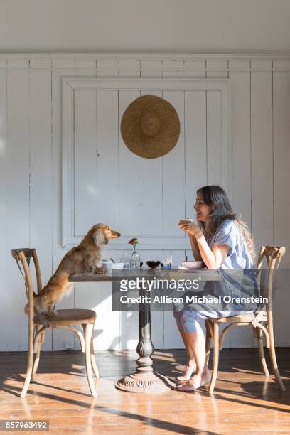 woman eating breakfast with her pet dog, long haired dachshund - long table stockfoto's en -beelden