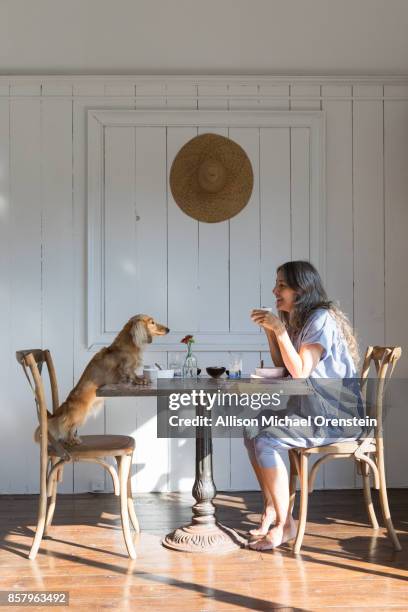 woman eating breakfast with her pet dog, long haired dachshund - dog dinner table stock pictures, royalty-free photos & images