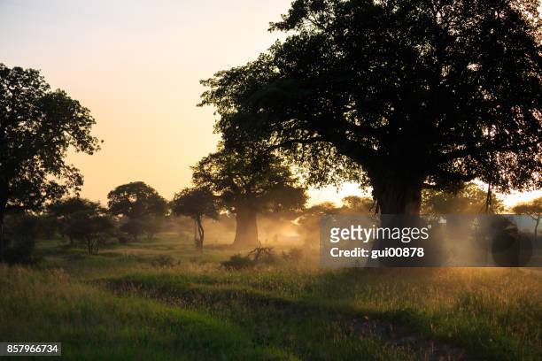 tanzania in sunrise - baobab tree stock pictures, royalty-free photos & images