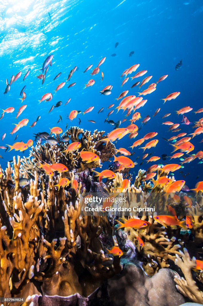 Underwater World of Red Sea.