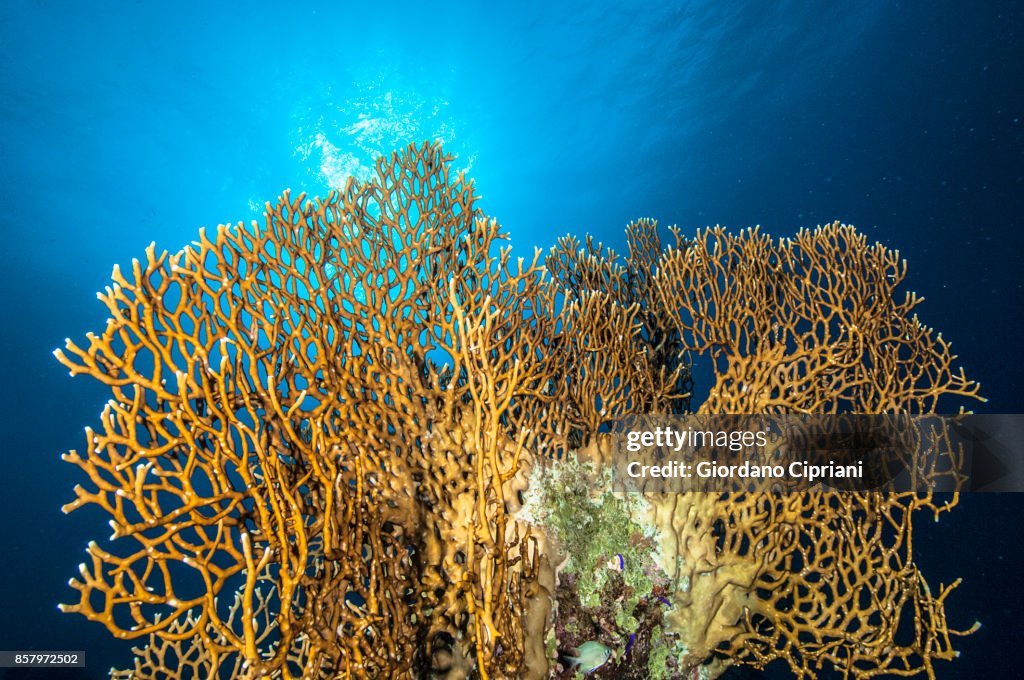 Underwater World of Red Sea.