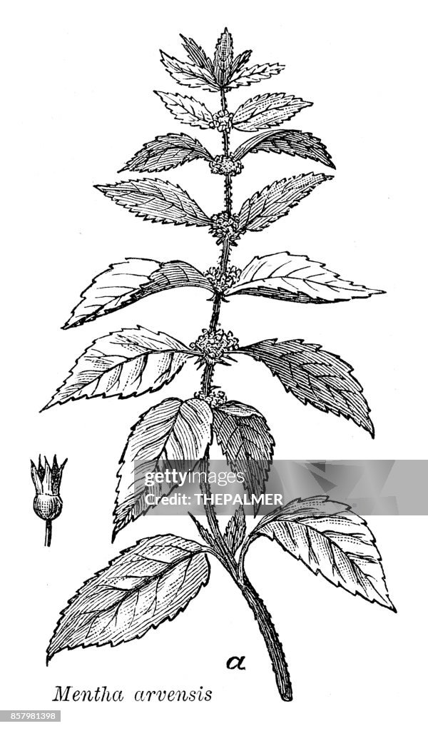 Minze Gravur 1885