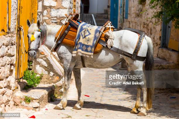 donkey (hydra, greece) - hydra greece fotos stockfoto's en -beelden