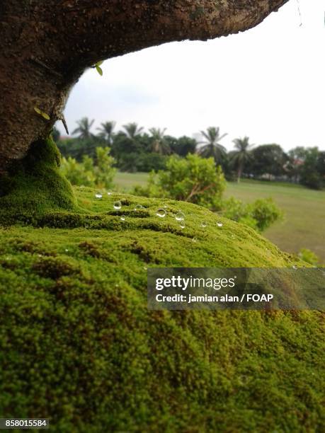 water drop on moss - foap stock pictures, royalty-free photos & images