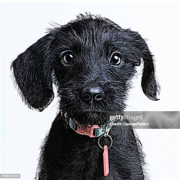 niedlichen welpen warten angenommen werden. zwergschnauzer, mischlingshund. - dog happy stock-grafiken, -clipart, -cartoons und -symbole