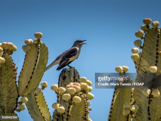 mockingbird perching on cactus plant - foap stock pictures, royalty-free photos & images