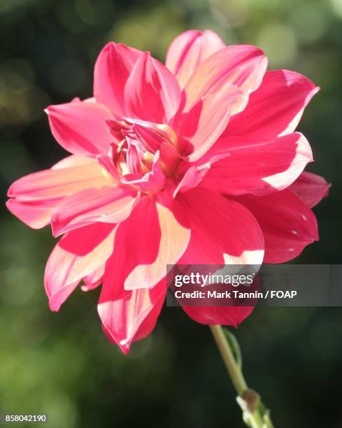 close-up of pink flower - foap stock pictures, royalty-free photos & images