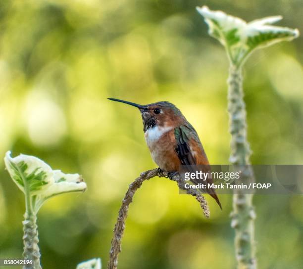 hummingbird perching on plant - foap stock pictures, royalty-free photos & images
