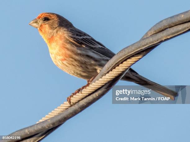 finch bird perching on rope - foap stock pictures, royalty-free photos & images