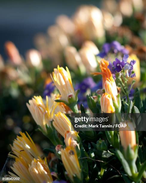 bunch of yellow flowers - foap stock pictures, royalty-free photos & images