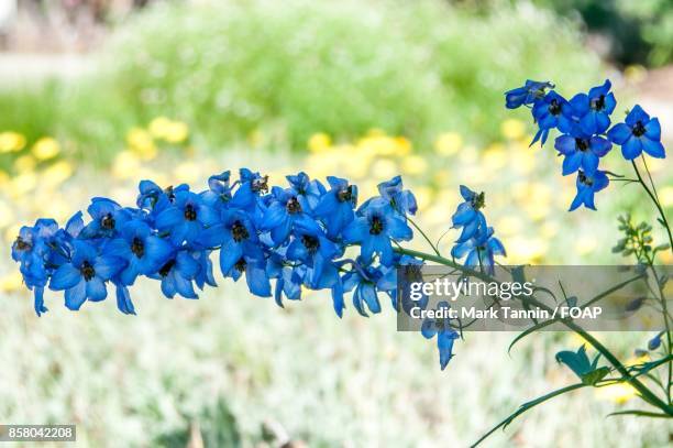 close-up of blue flowers - foap stock pictures, royalty-free photos & images