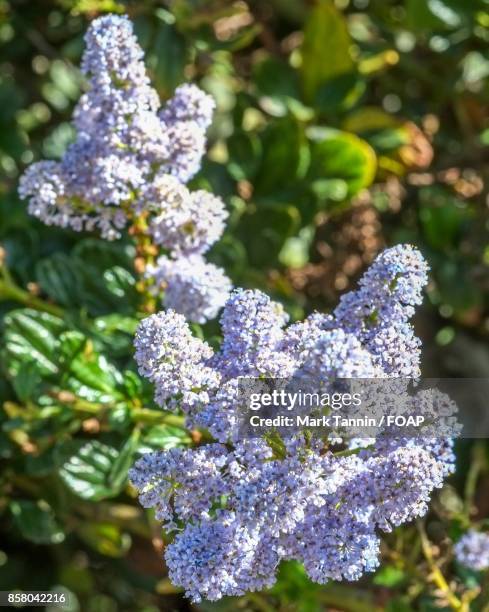 close-up of flower bunch - foap stock pictures, royalty-free photos & images